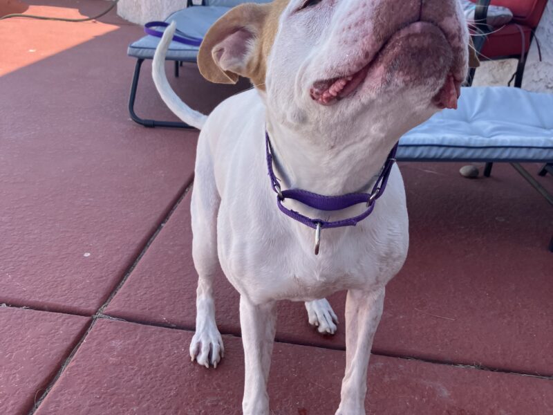 Pet walking, sitting, and transportation